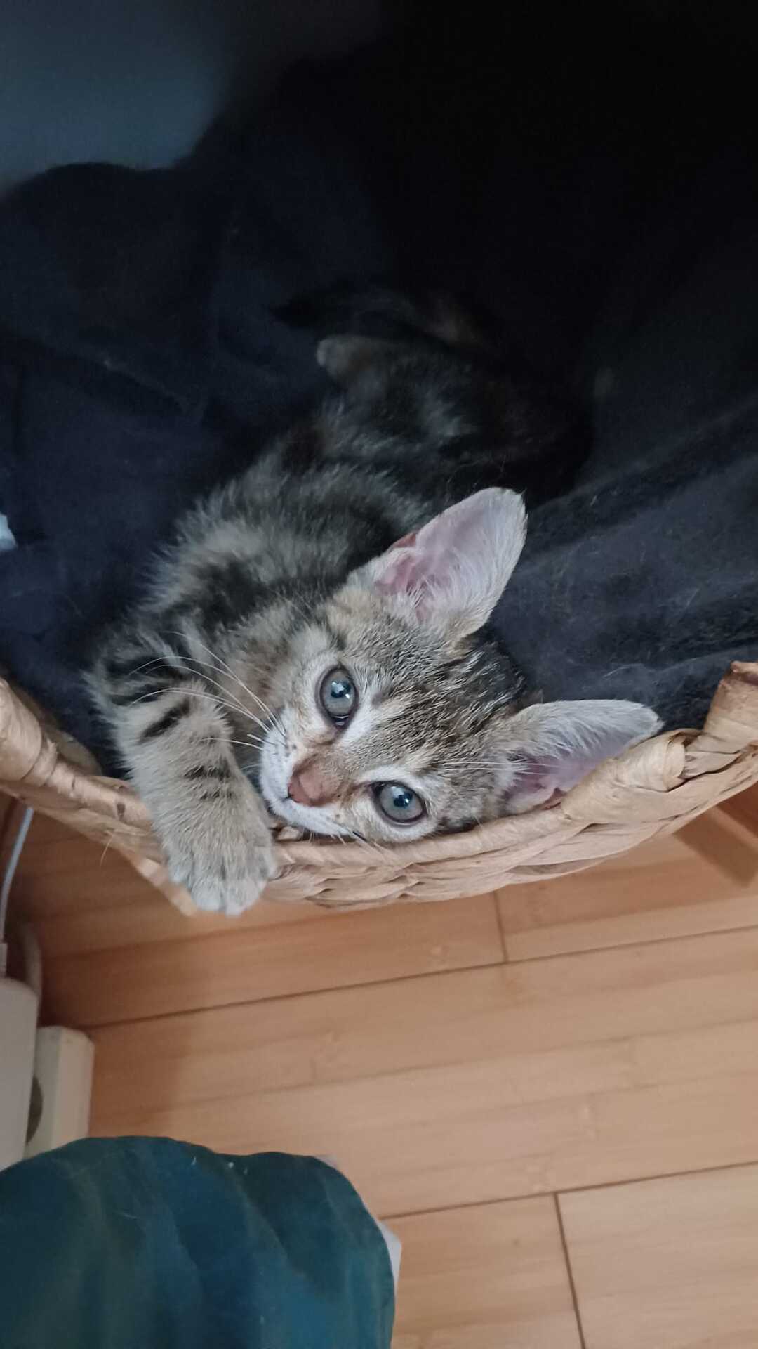 Adopter Gispy