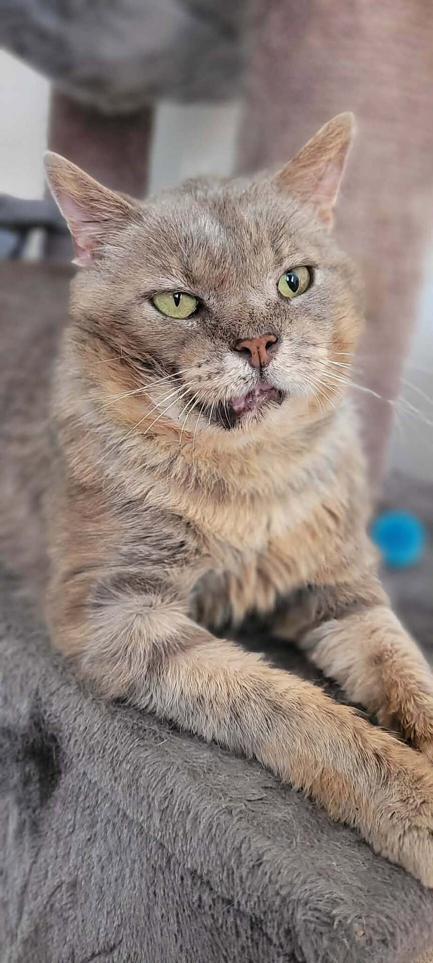 Adoption Rusty