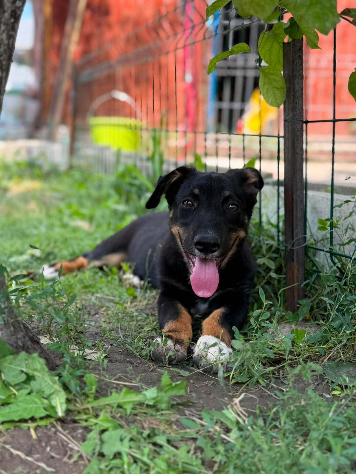 Adopter TOFFEE