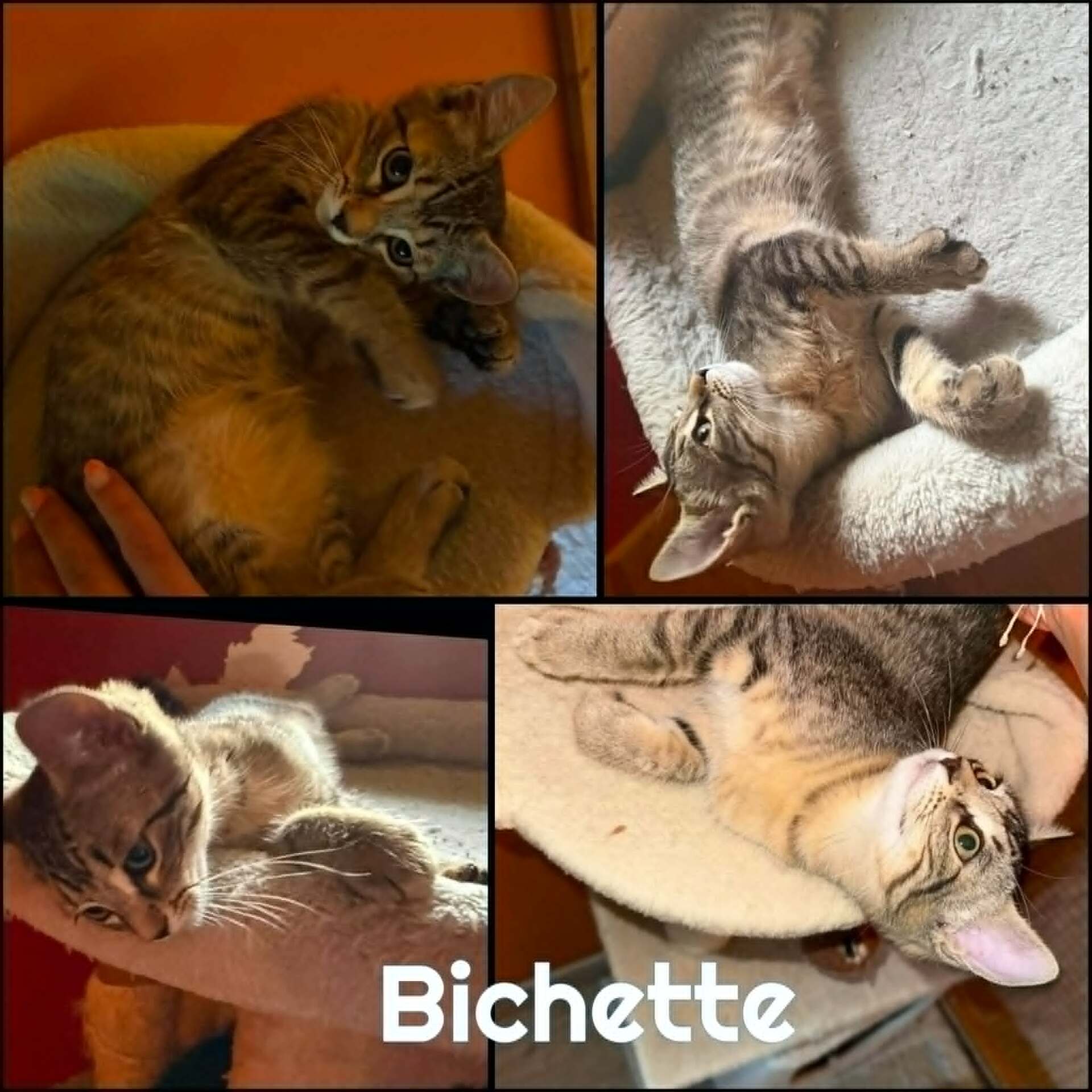 Adopter BICHETTE