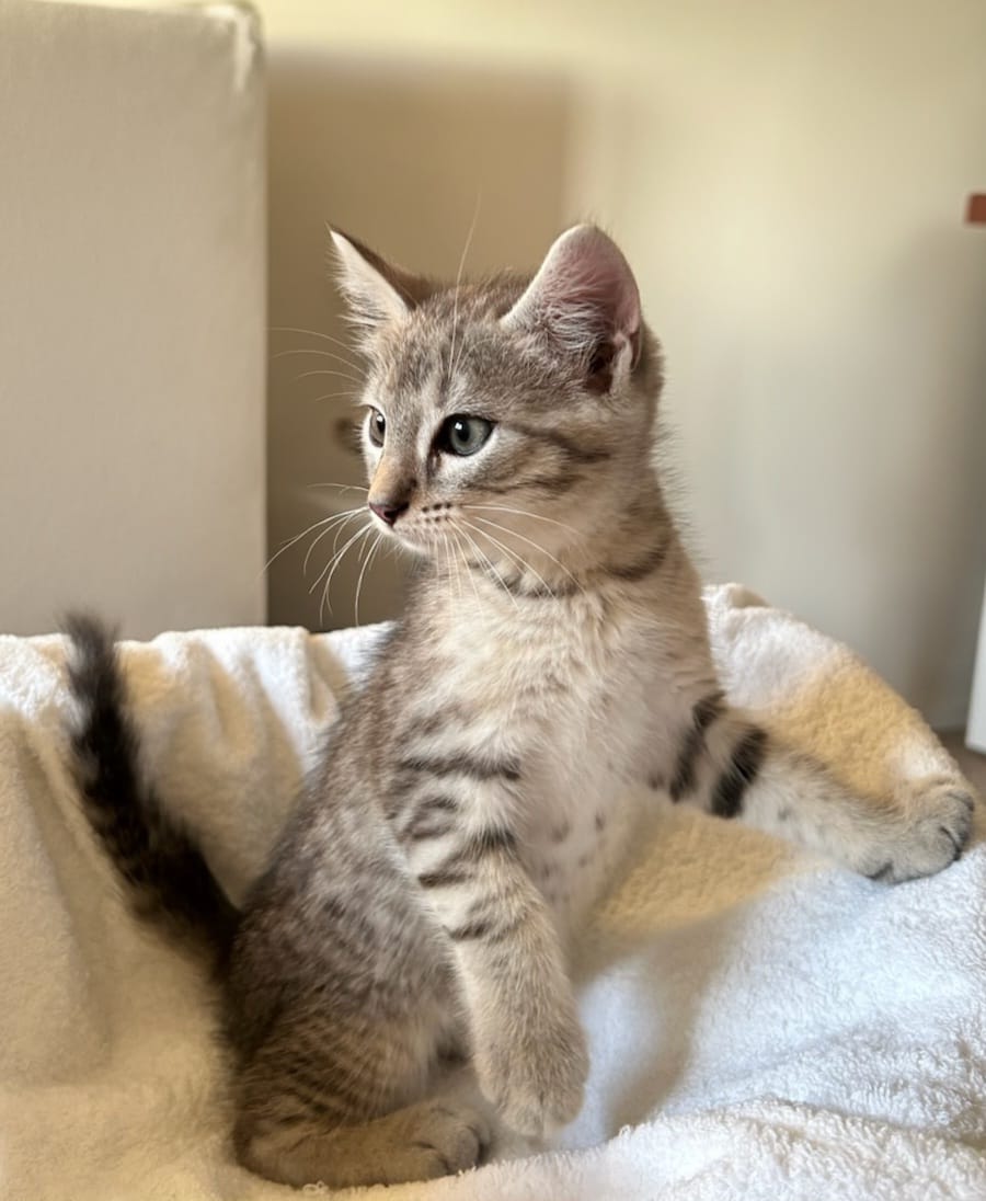 Adopter Milox