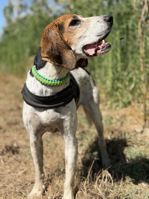 Adoption OTY