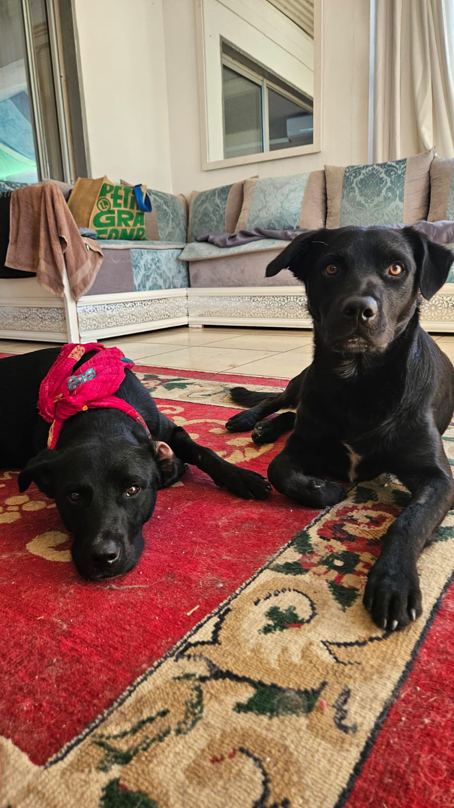 Adoption Milou & Blacky
