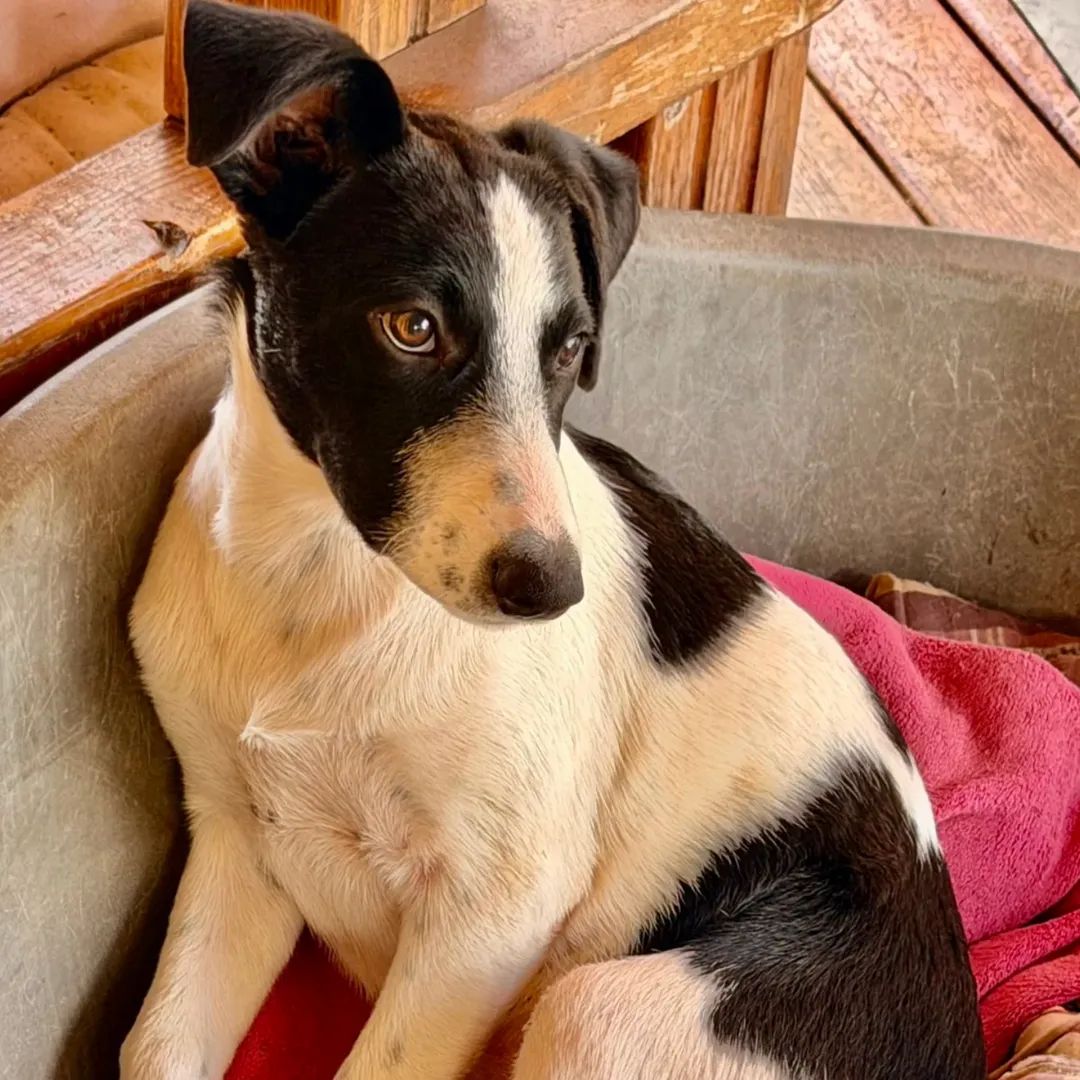 Adopter Tanin