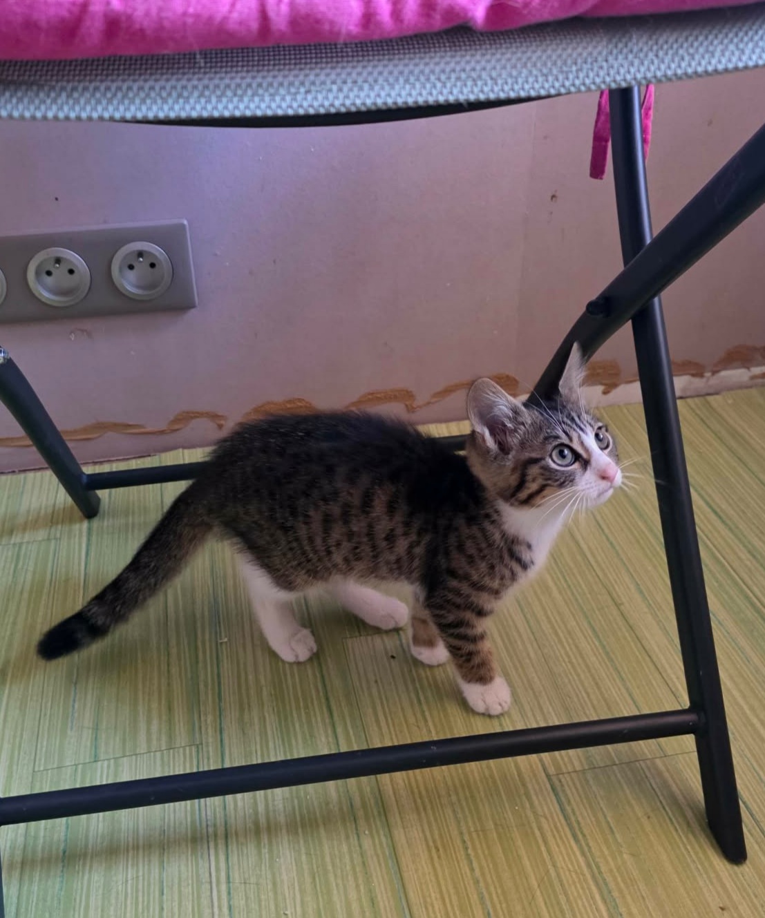 Adoption Javotte