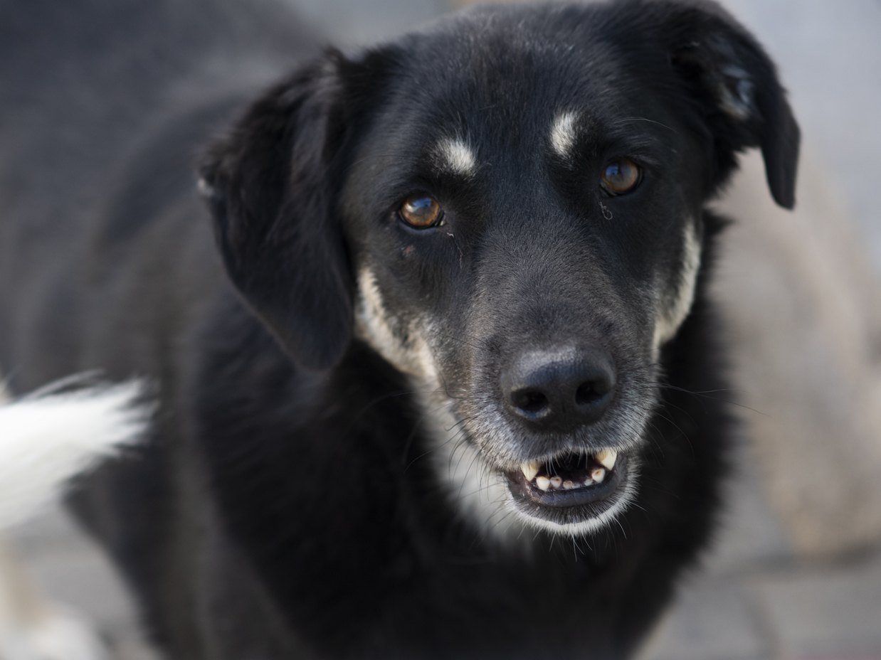 Adopter Mickey
