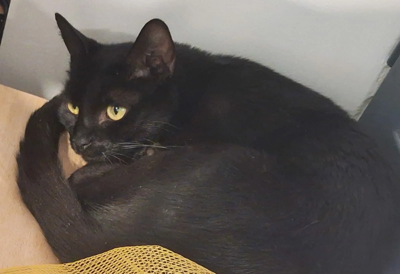Adopter APHRODITE