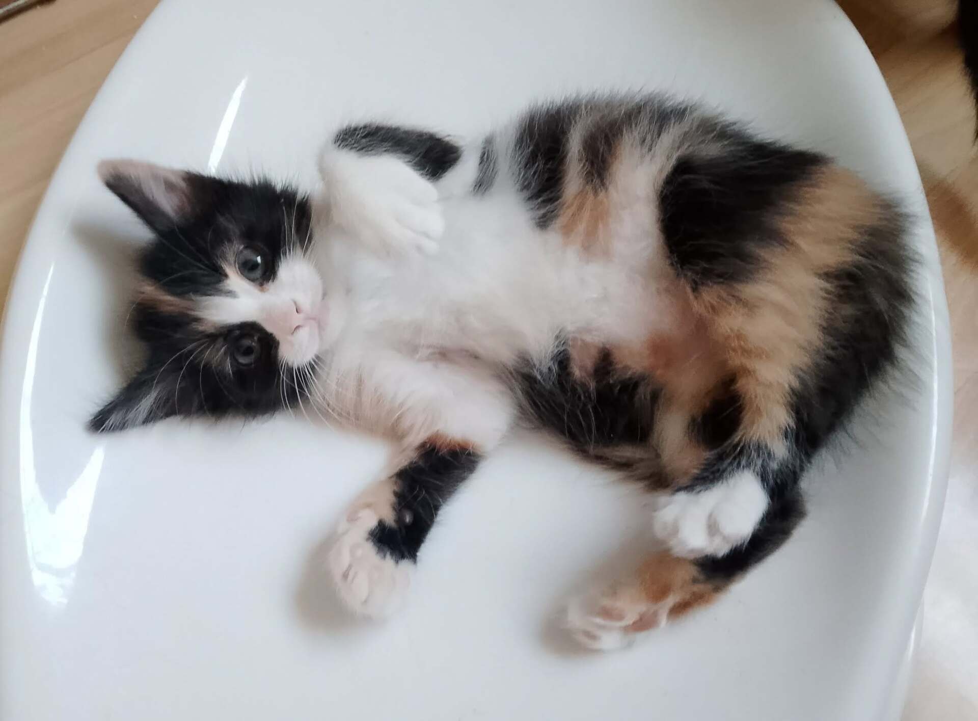Adopter BILLIE