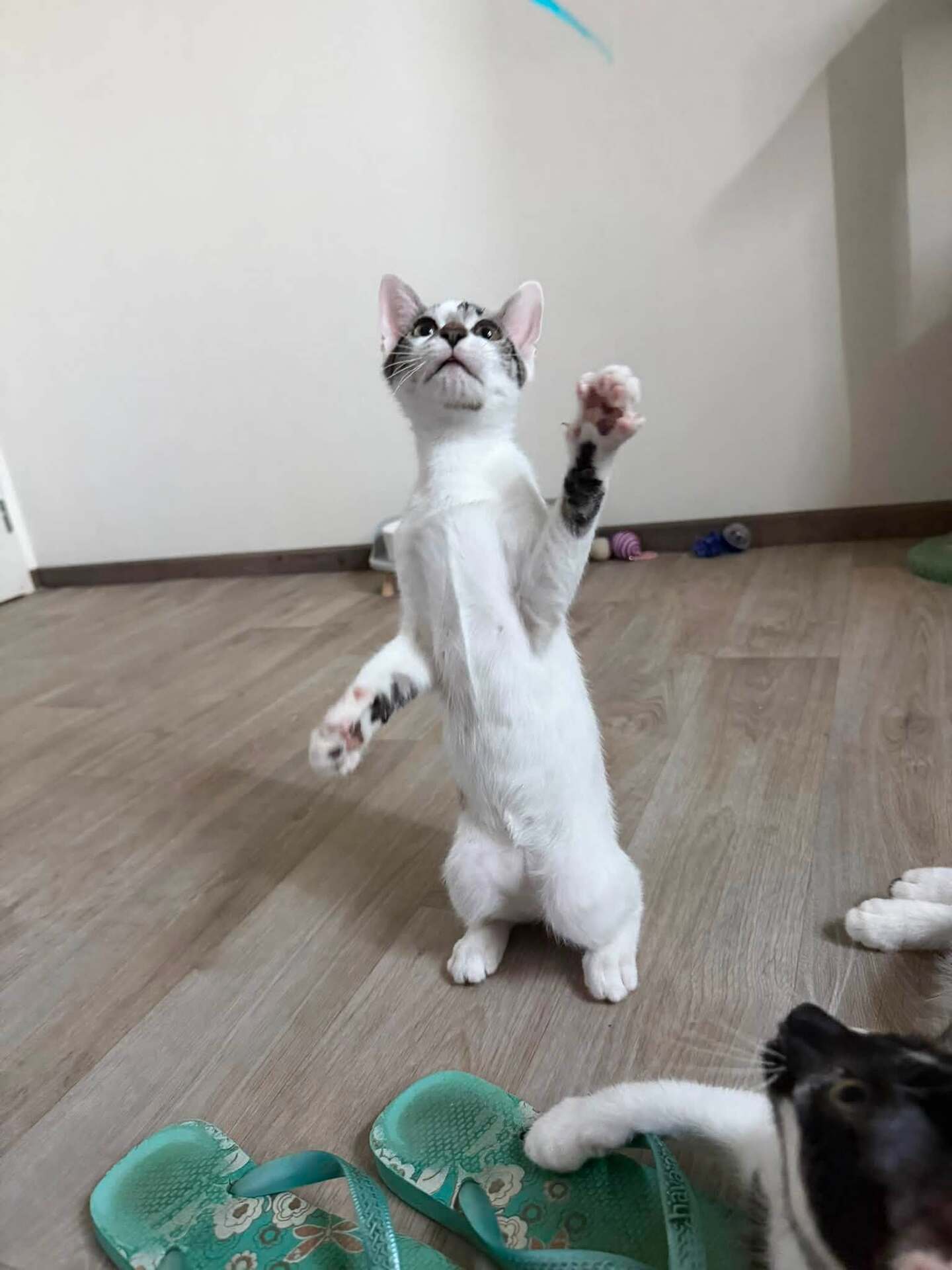 Adopter BAMBOU