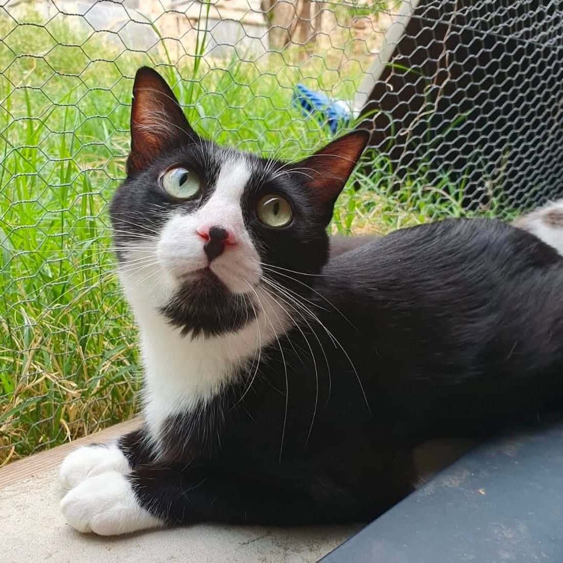 Adopter Enola
