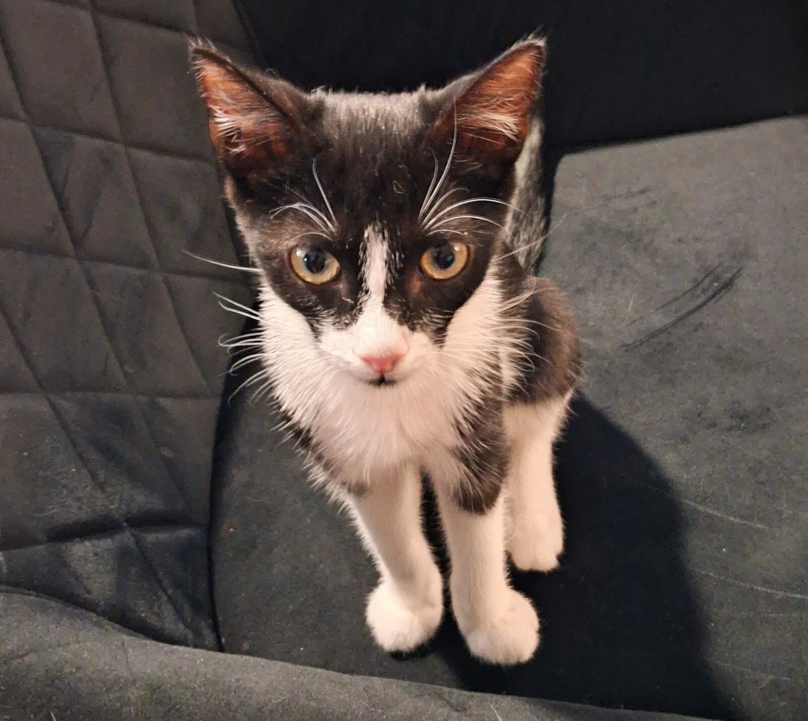 Adopter ENEE