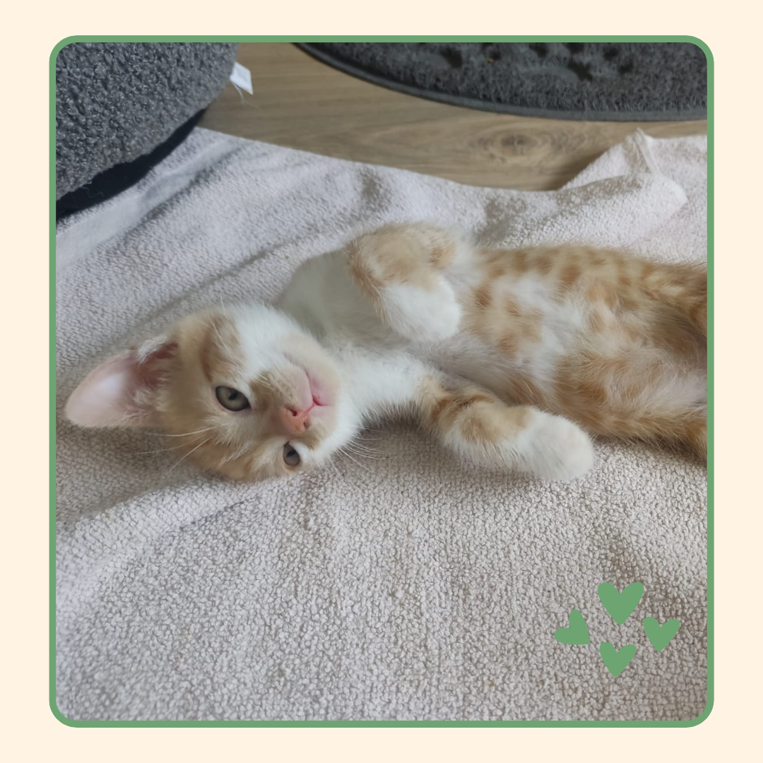 Adopter Floki