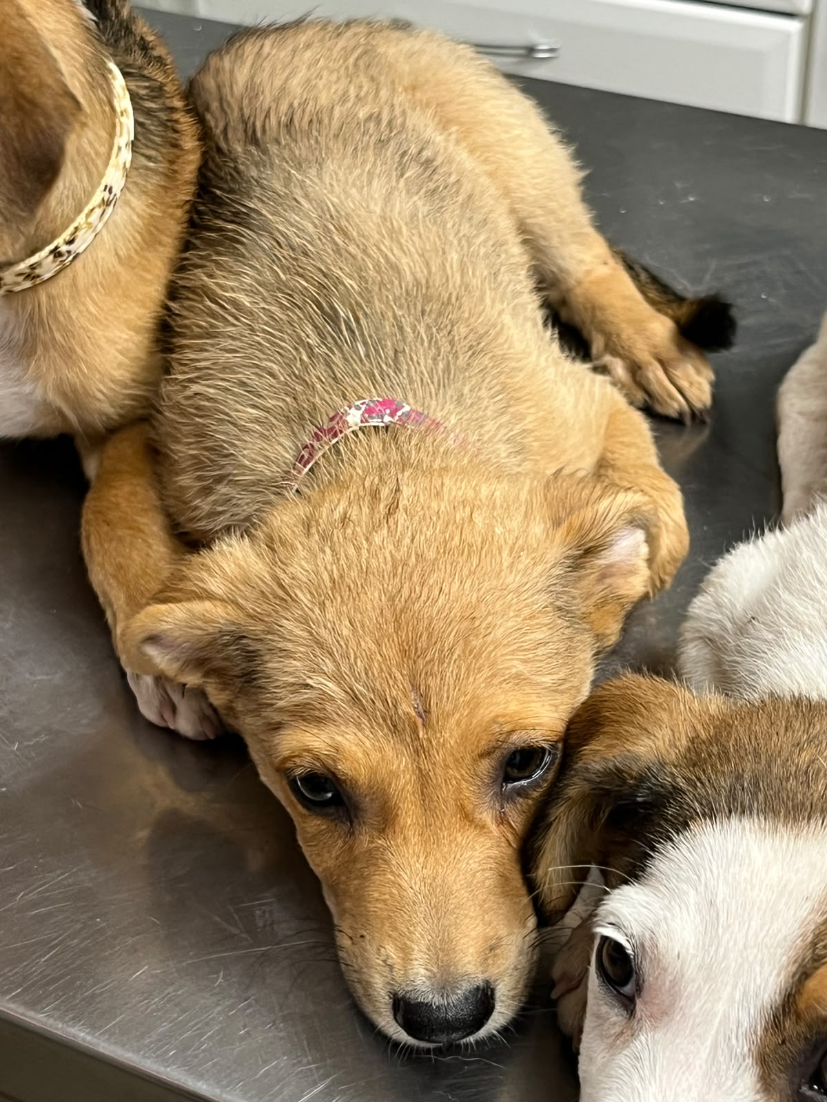 Adopter Kira