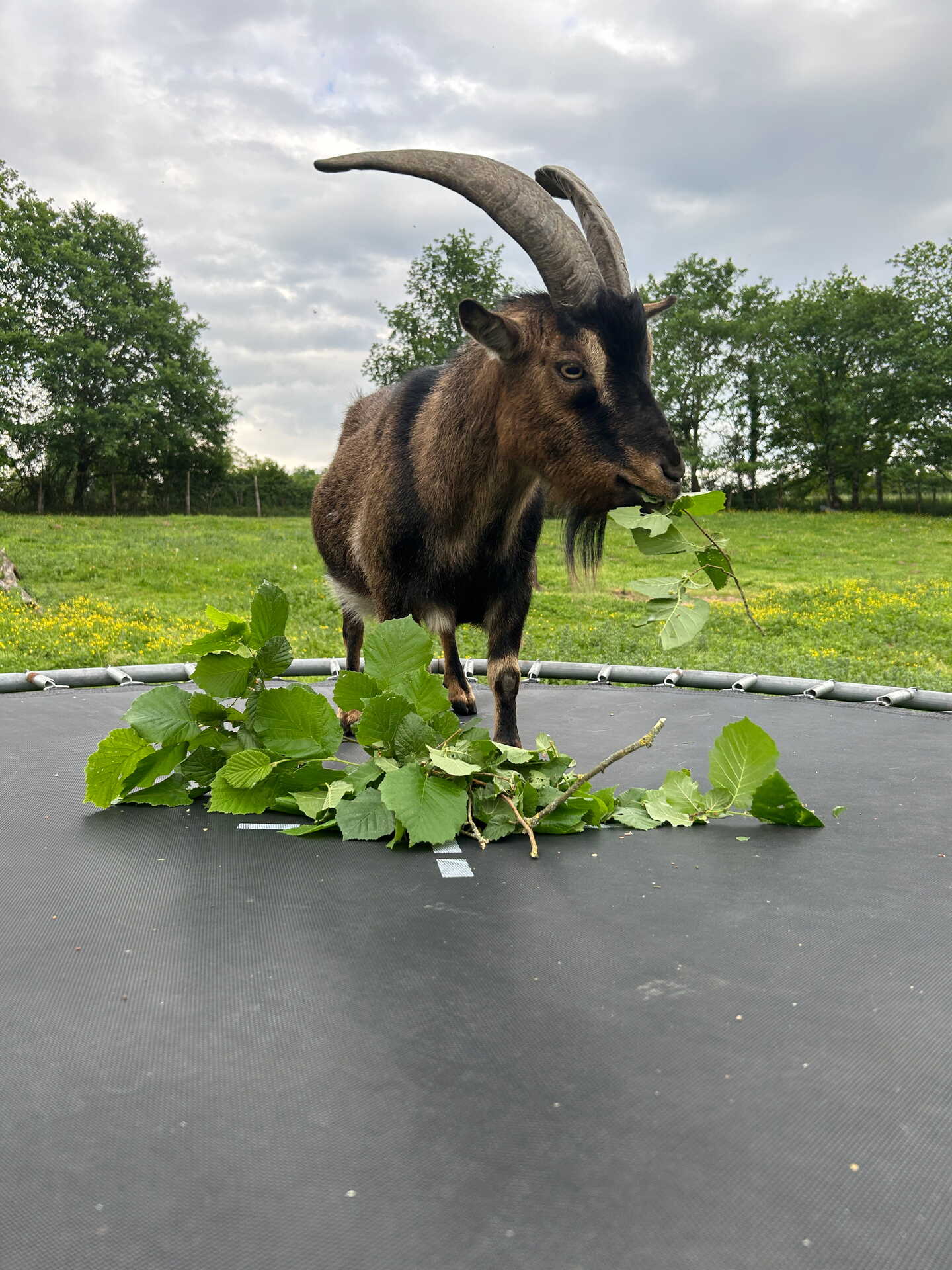 Adopter Tutu