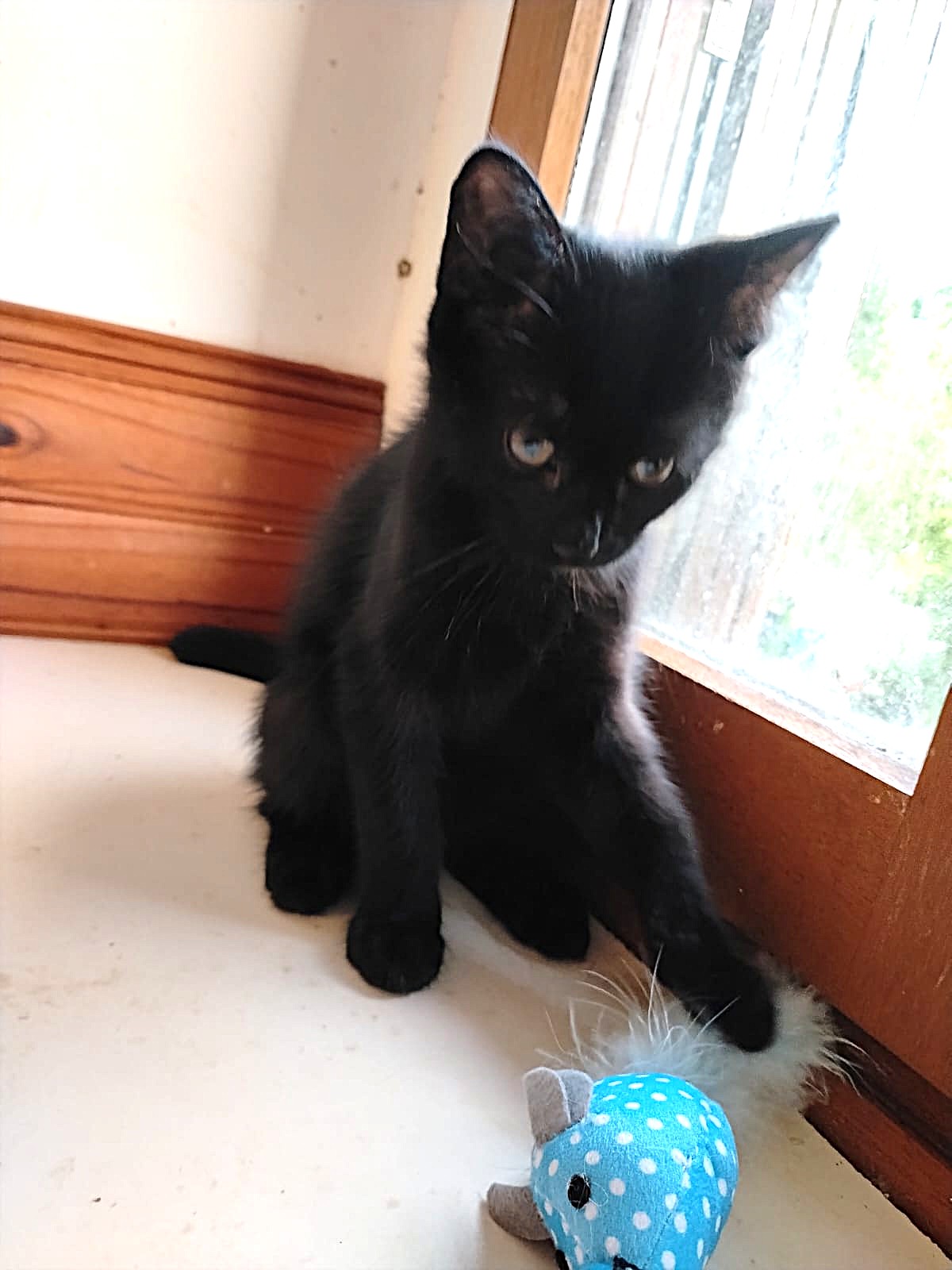 Adopter Bibie