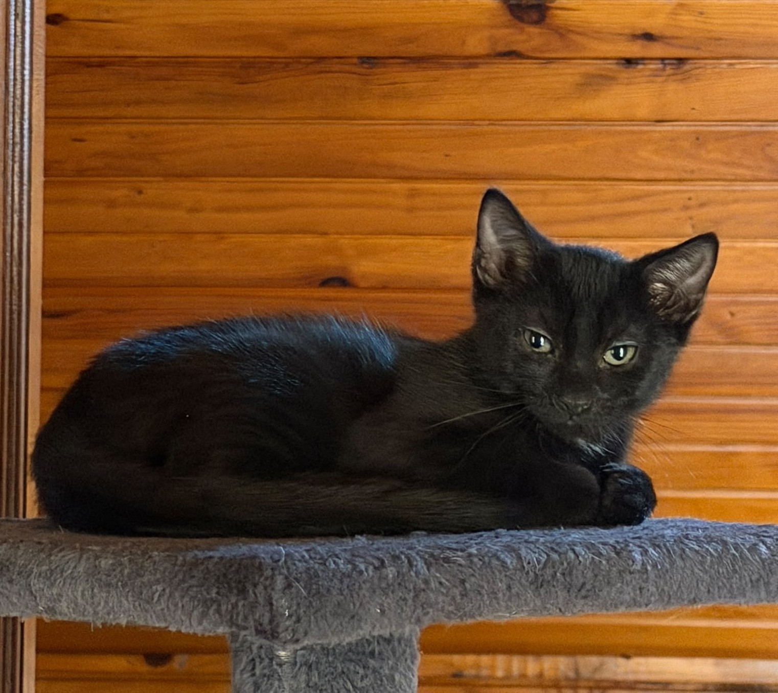 Adoption Bipper