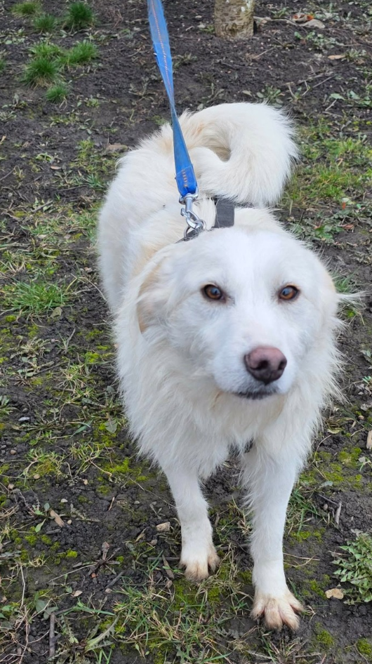 Adopter Lassie