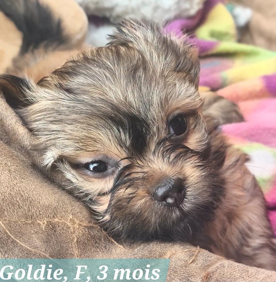 Adopter GOLDIE