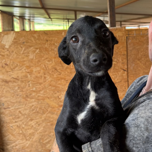 Adopter OPALE