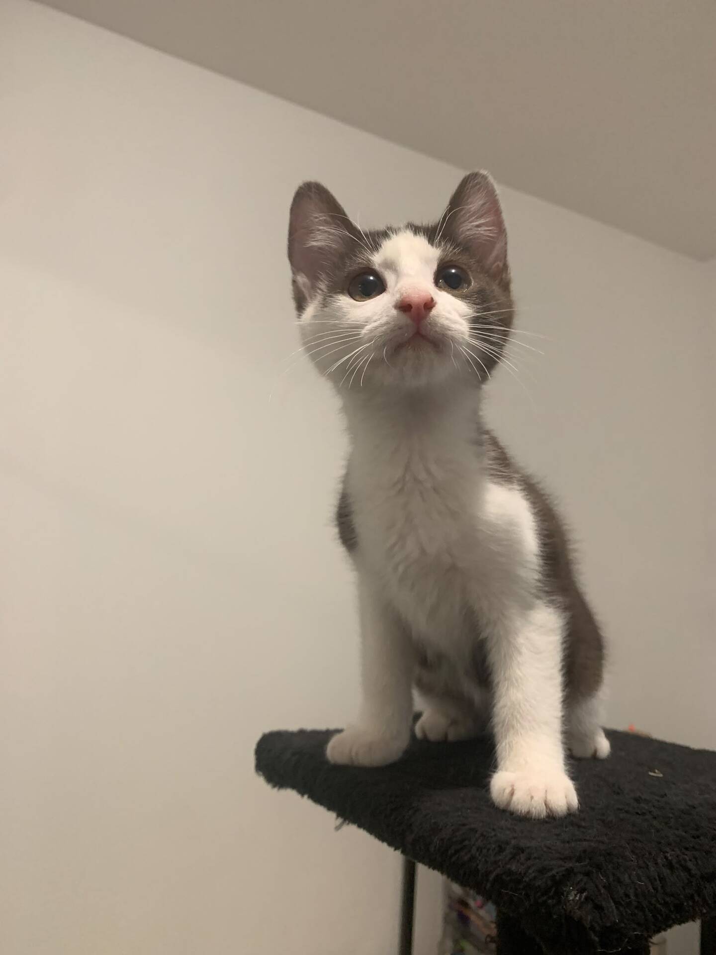 Adoption Kay