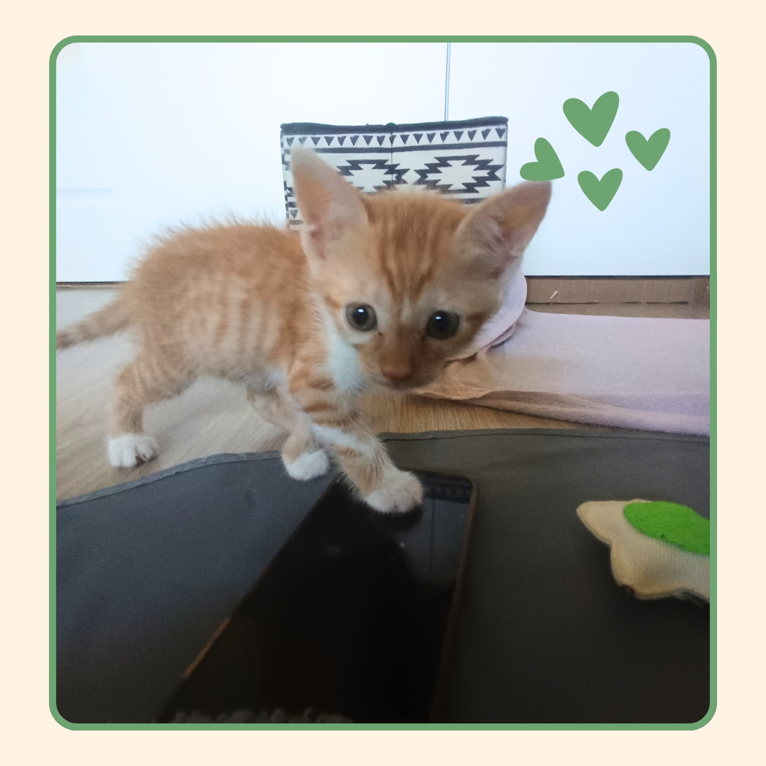 Adoption Olaf
