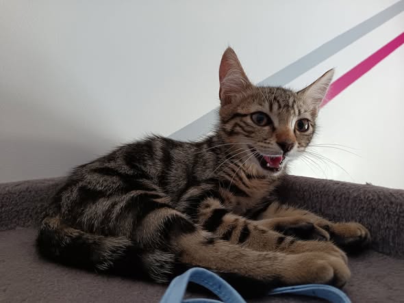 Adoption Hermes