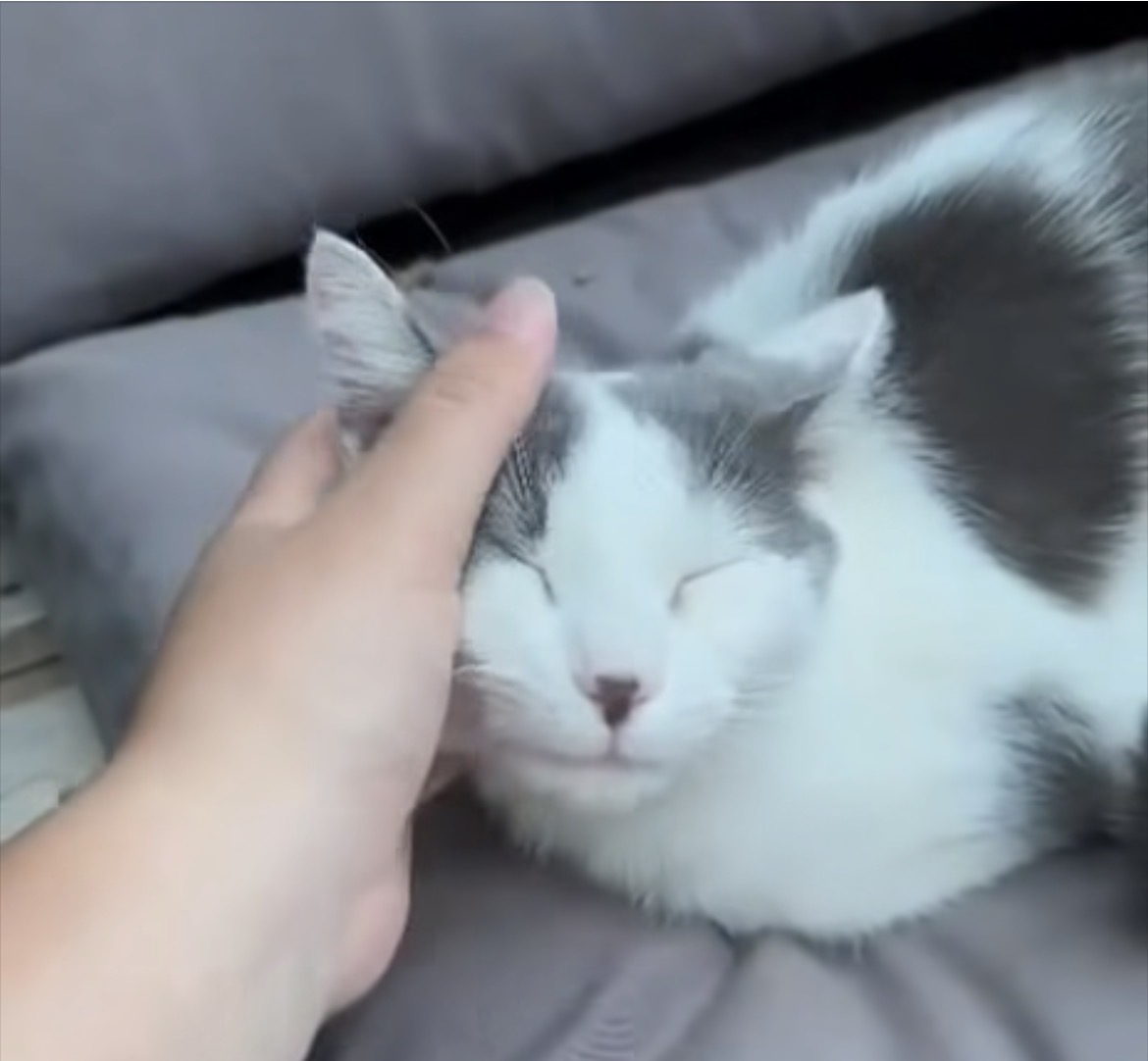 Adopter Étoile