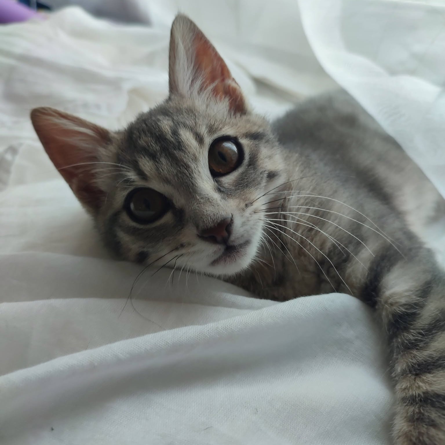 Adopter PERLA