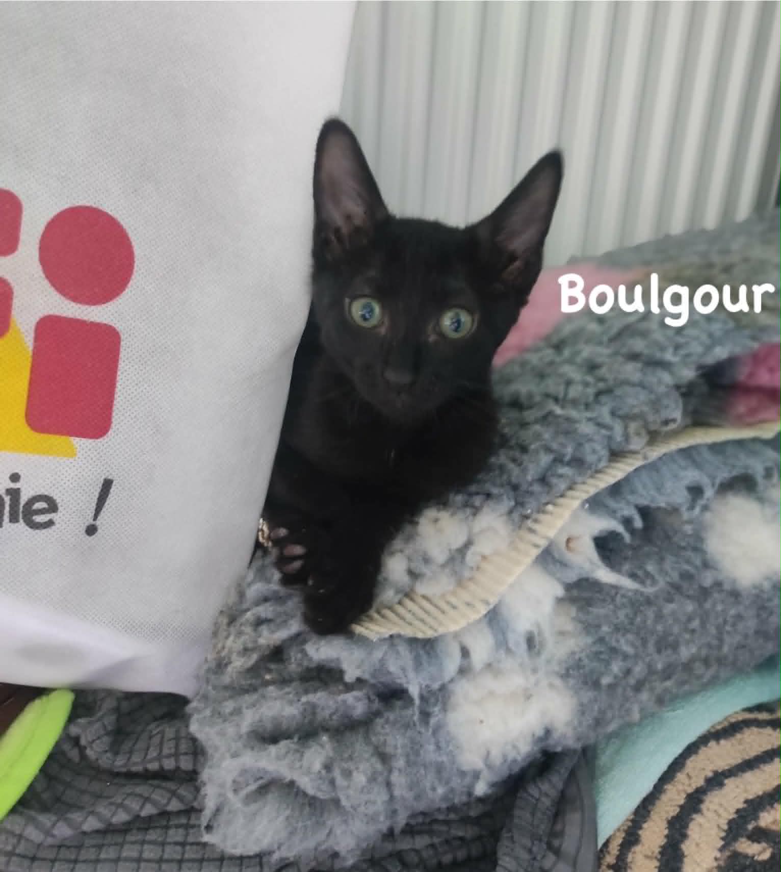 Adopter BOULGOUR