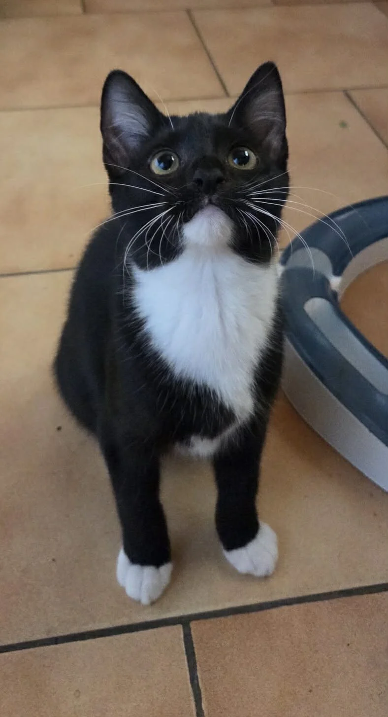 Adopter CALINE