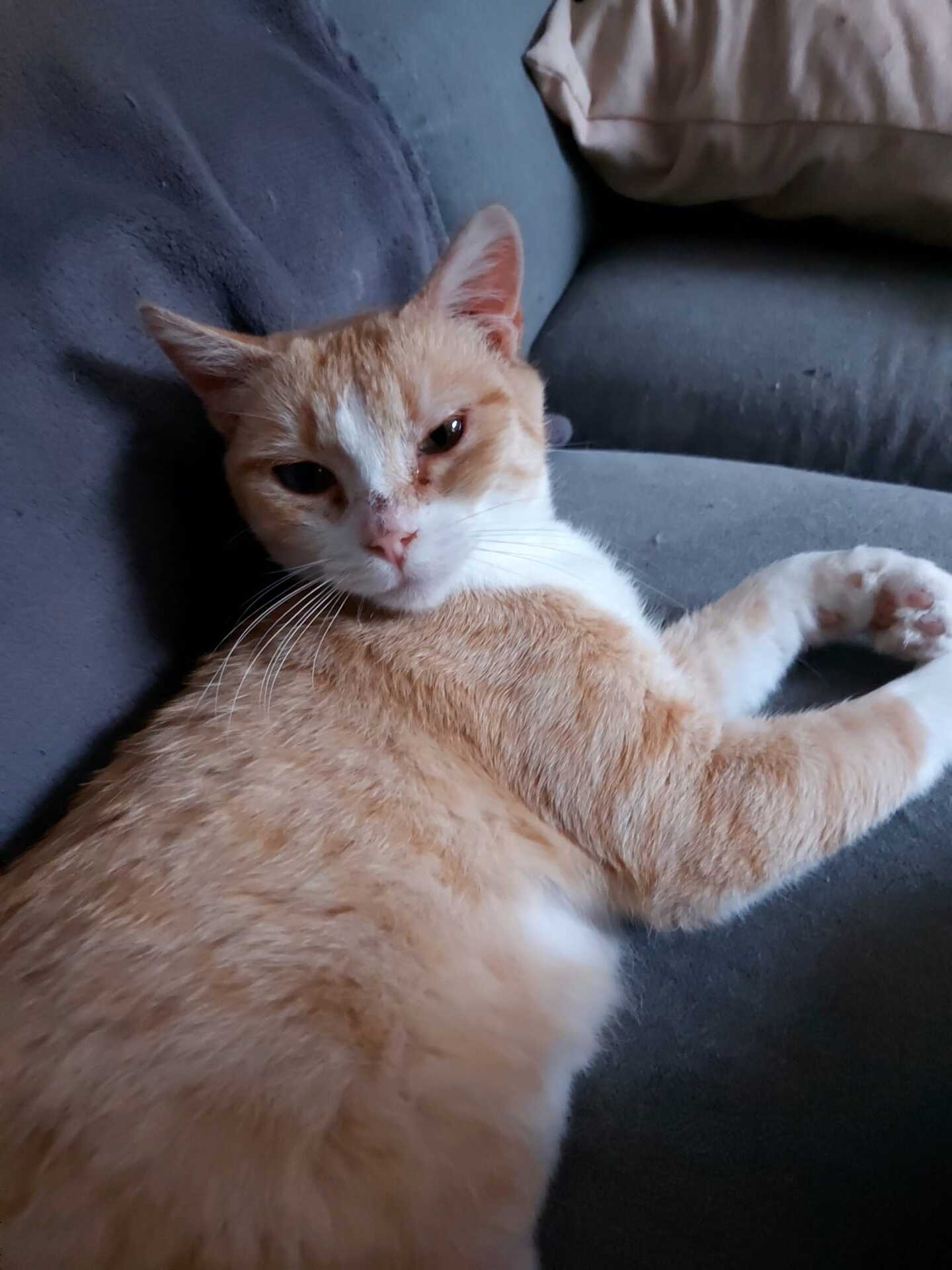 Adopter Baïka