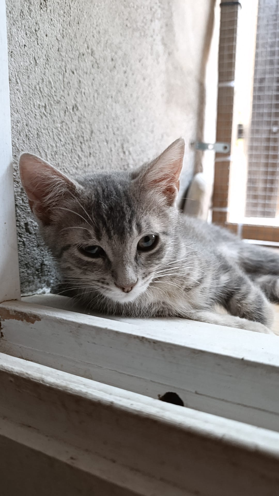 Adopter IO et PHOBOS