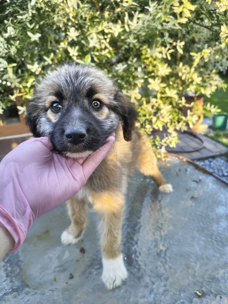 Adopter Siya