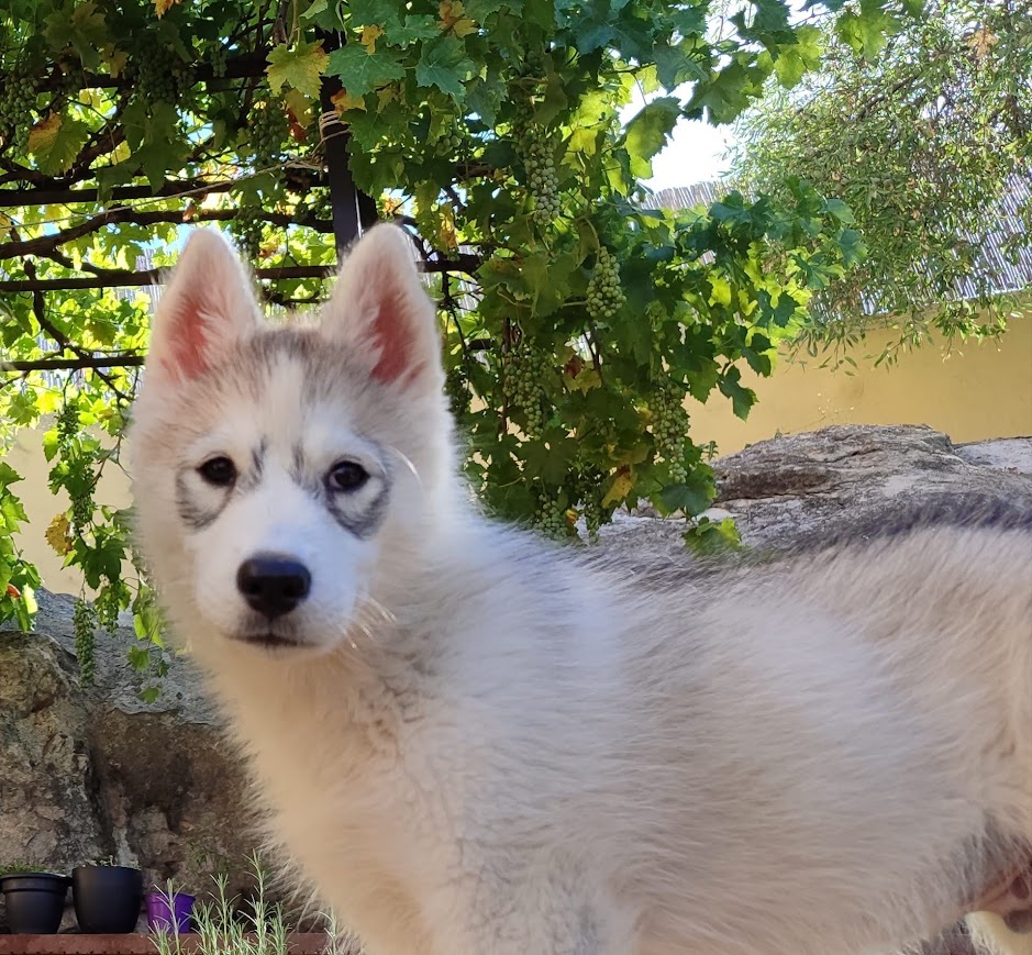 Adoption HURLEY