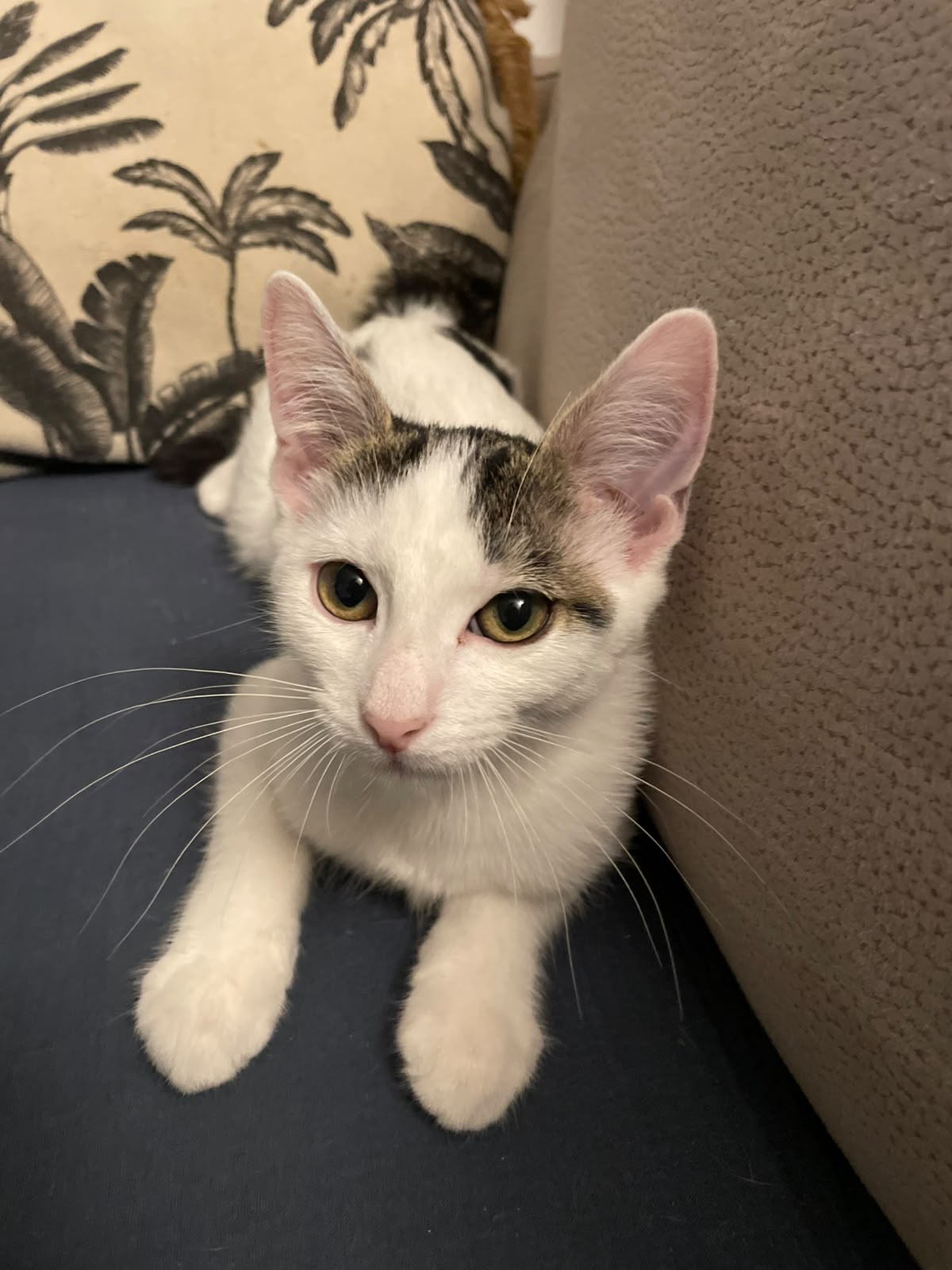 Adoption NAMI