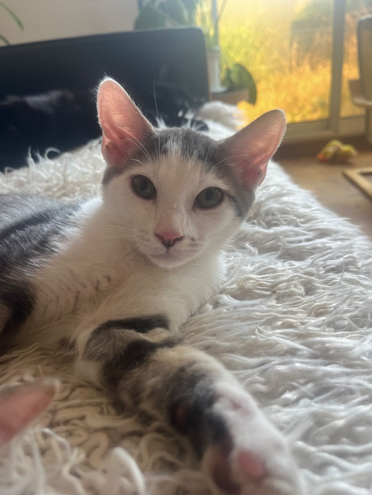 Adopter Juliet