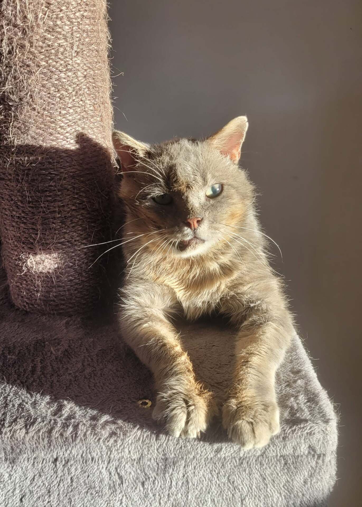 Adopter Rusty