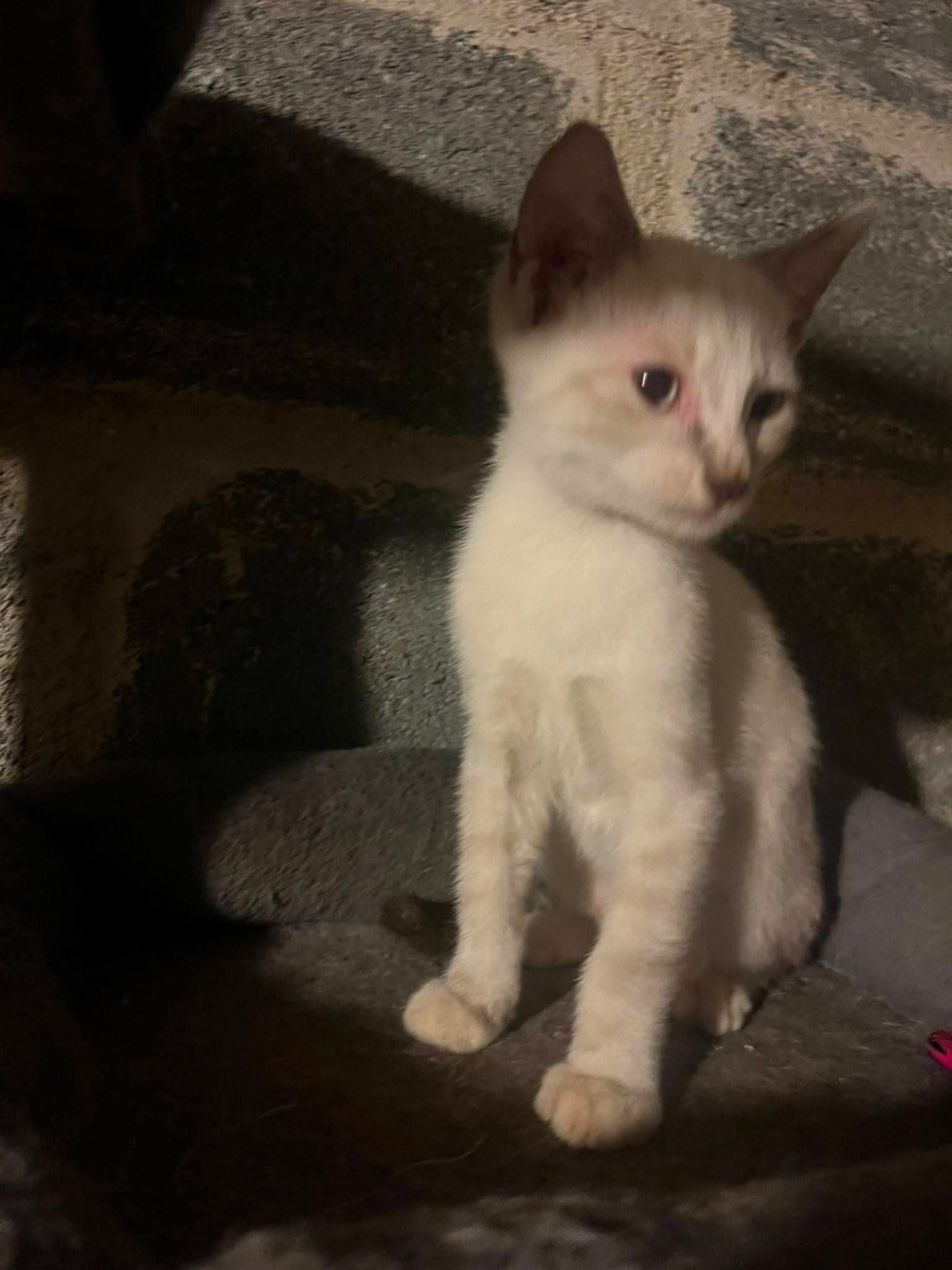 Adopter Nacre