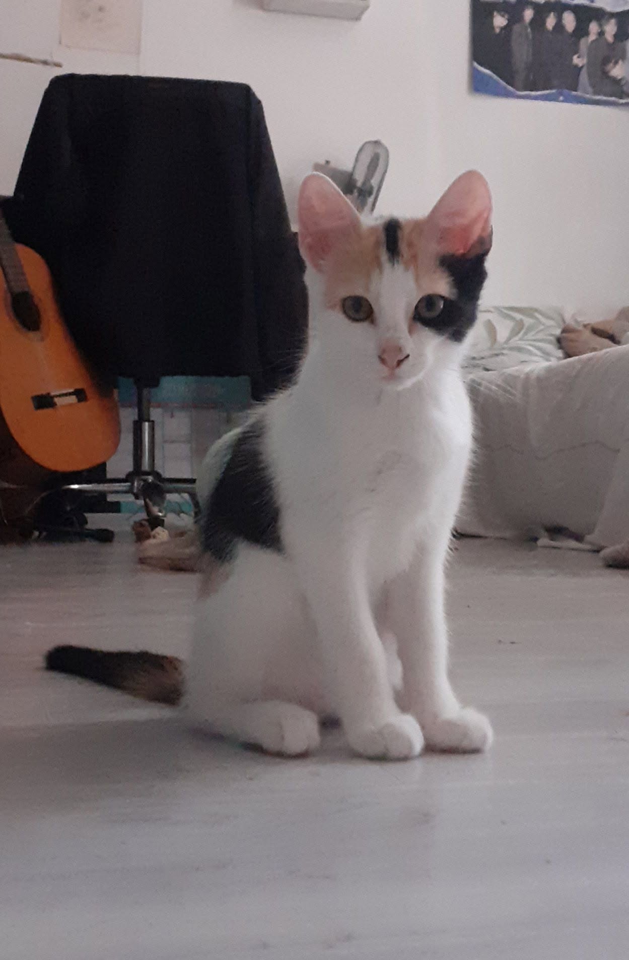 Adopter Baya