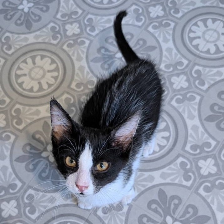 Adopter CERES