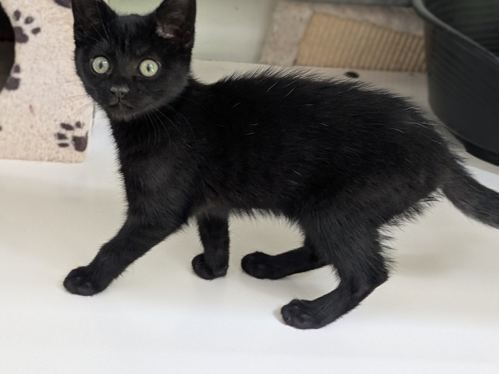 Adopter BABOU