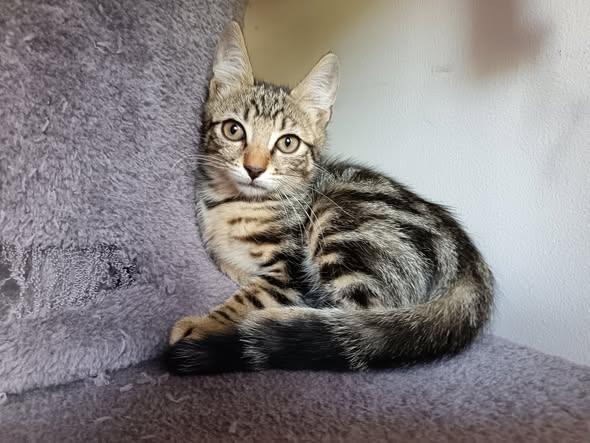 Adopter Hermes