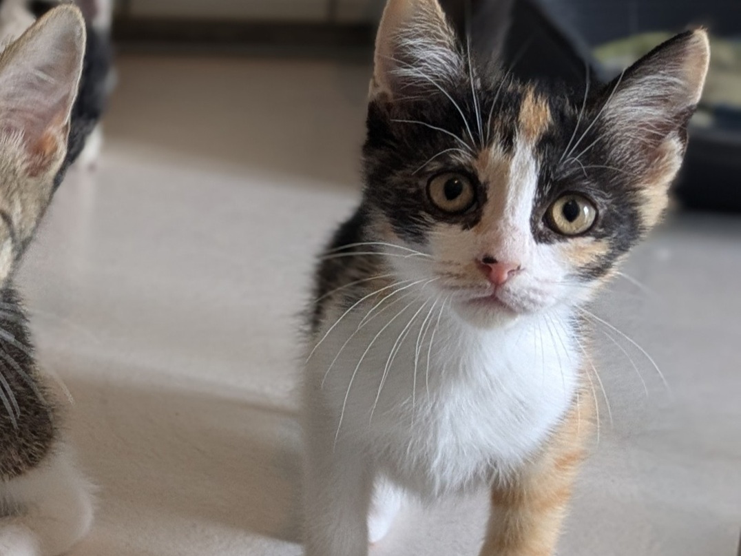 Adopter BRUYERE