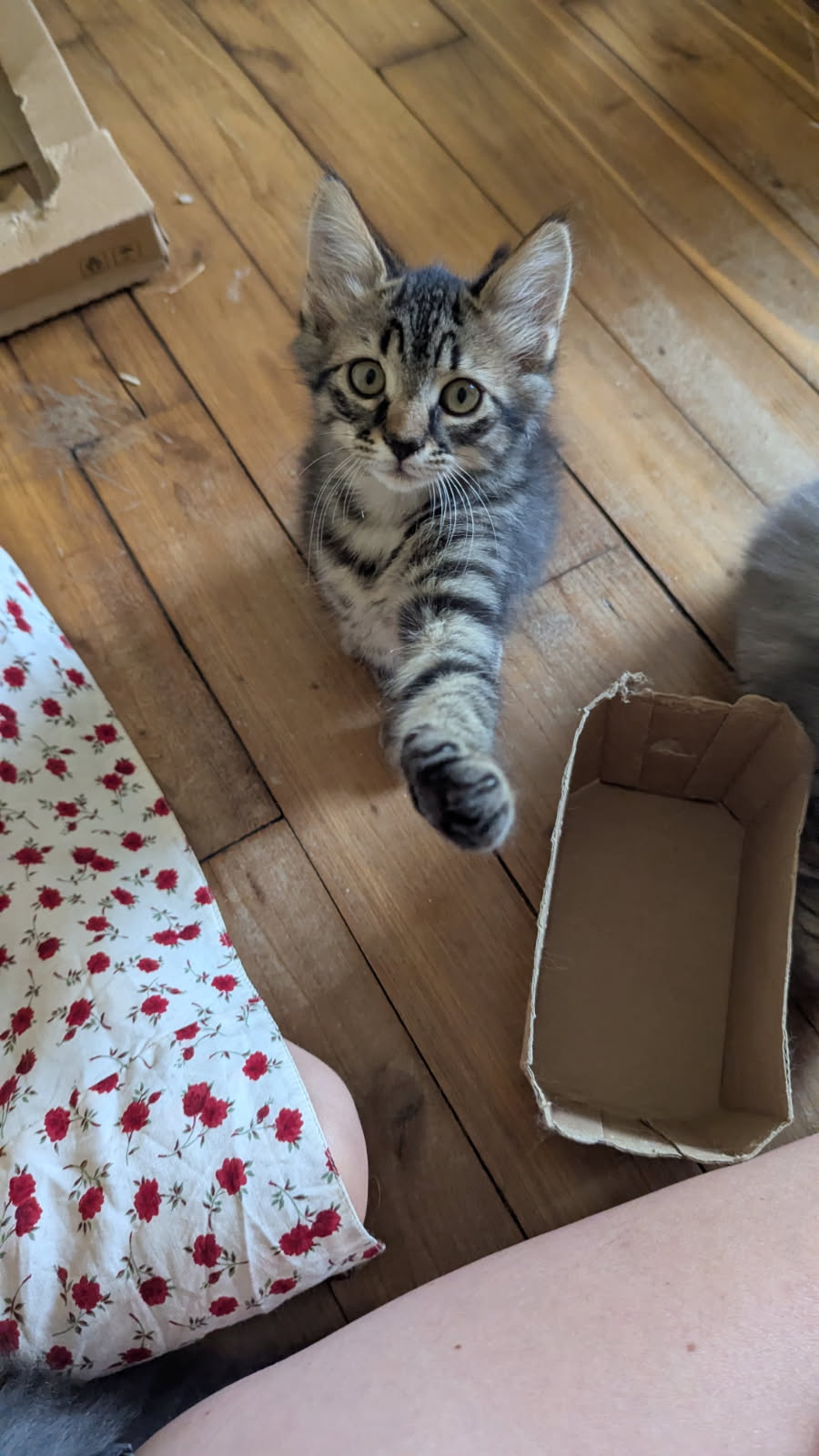 Adopter Biscotte 