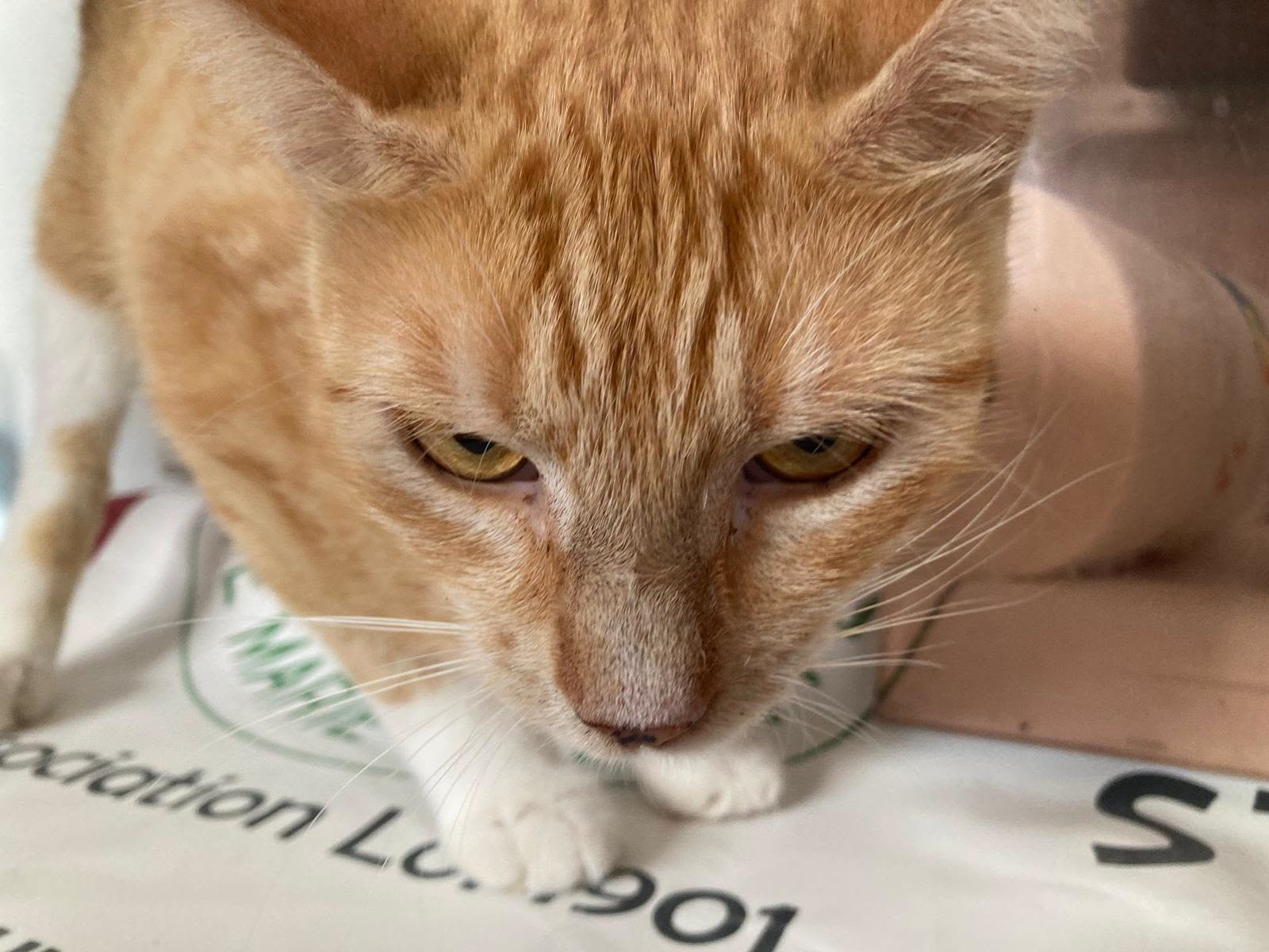 Adopter Boréale 
