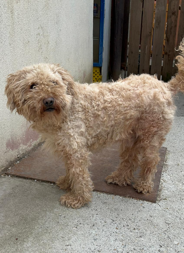 Adoption Boris