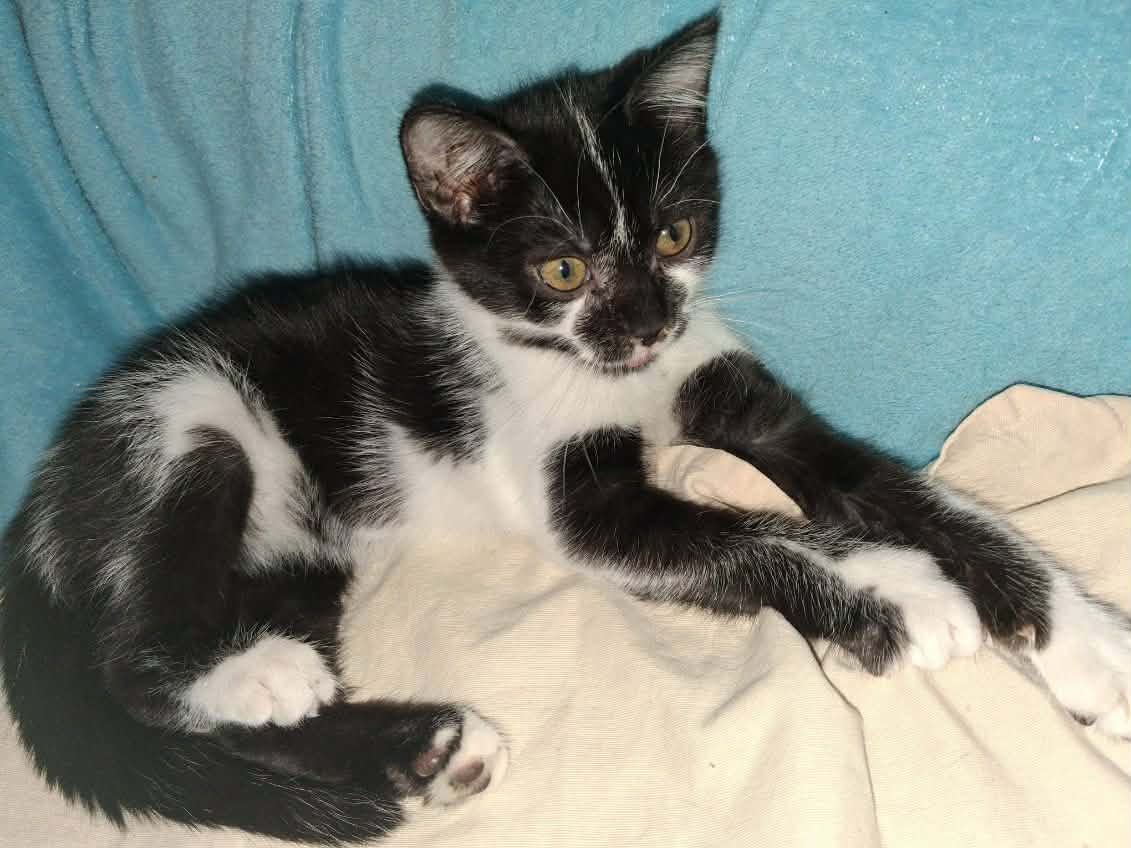 Adopter LILAS