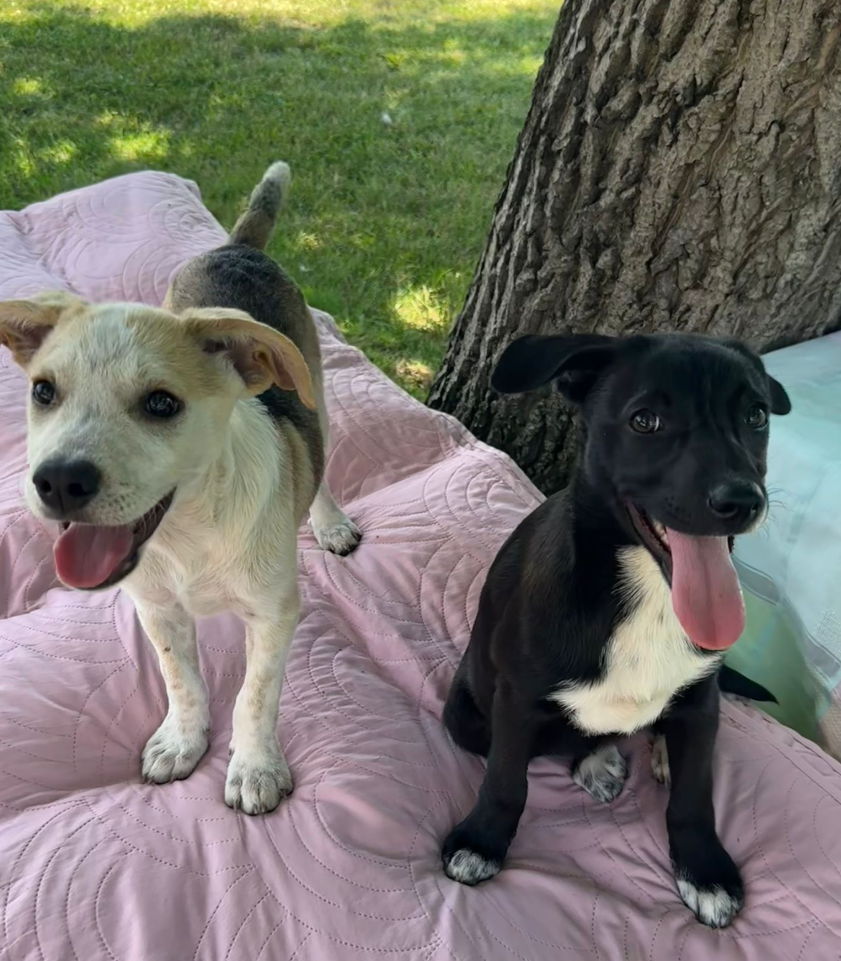 Adoption Xena