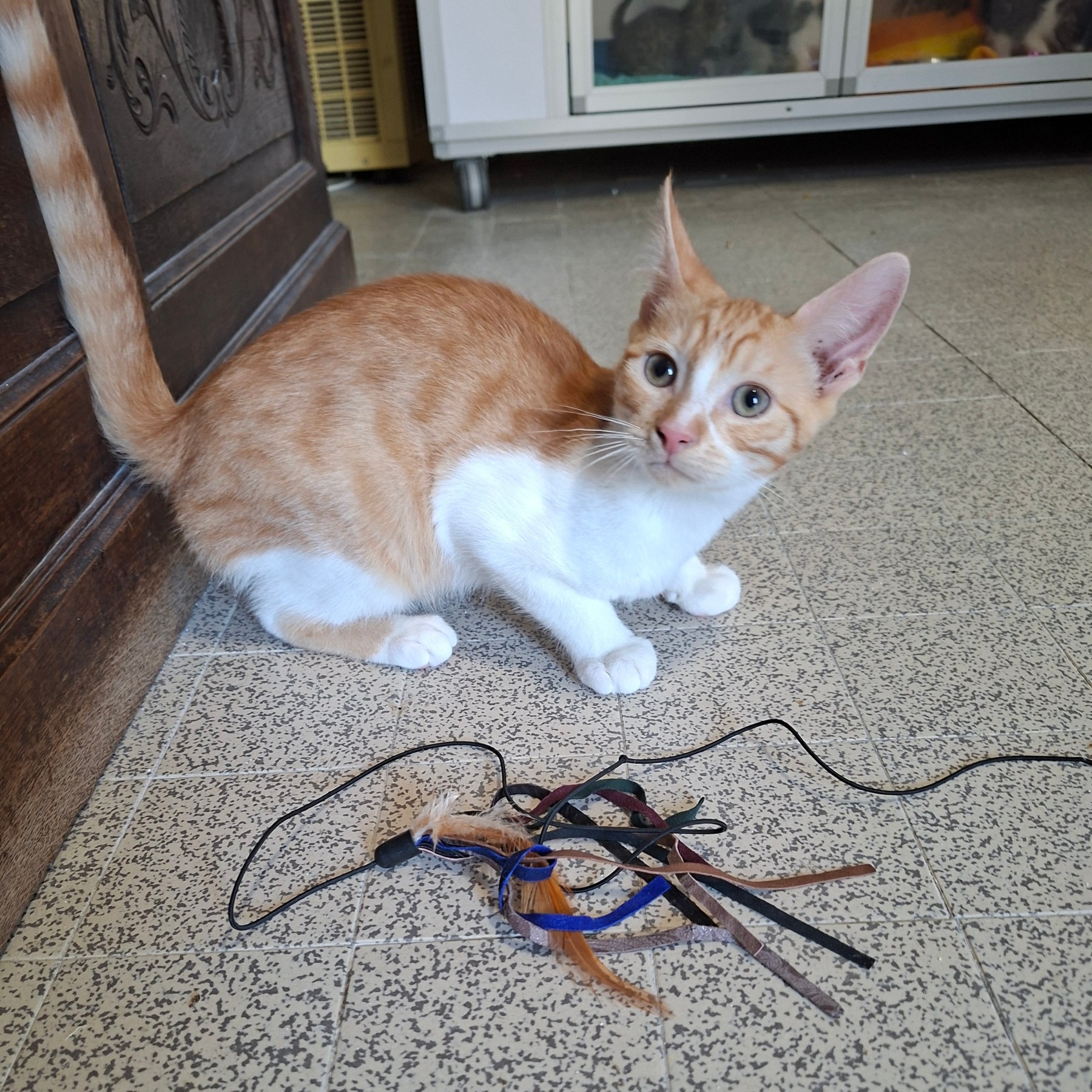 Adoption BRADBURY