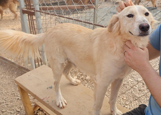 Adopter Léo